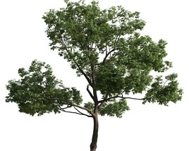 Lone Green Tree 02 3D 모델 