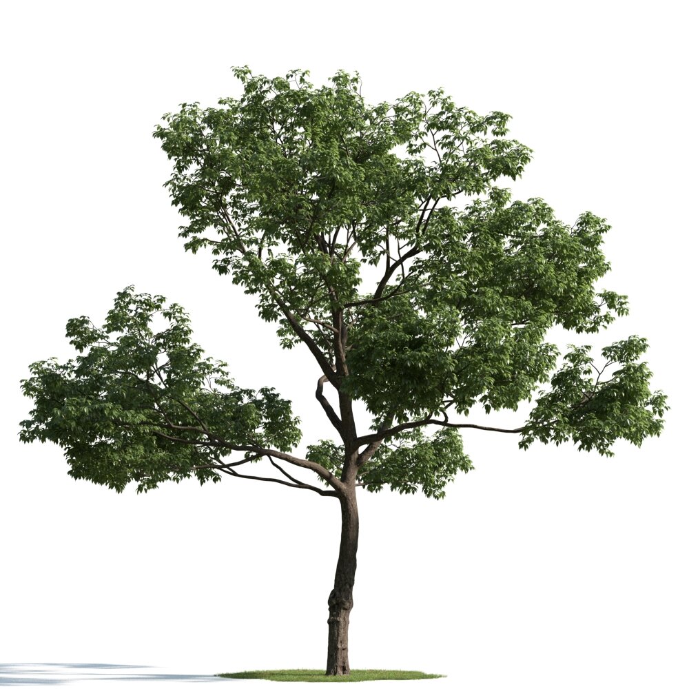 Lone Green Tree 02 3D-Modell