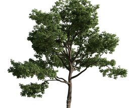 Lone Tree 06 3D model
