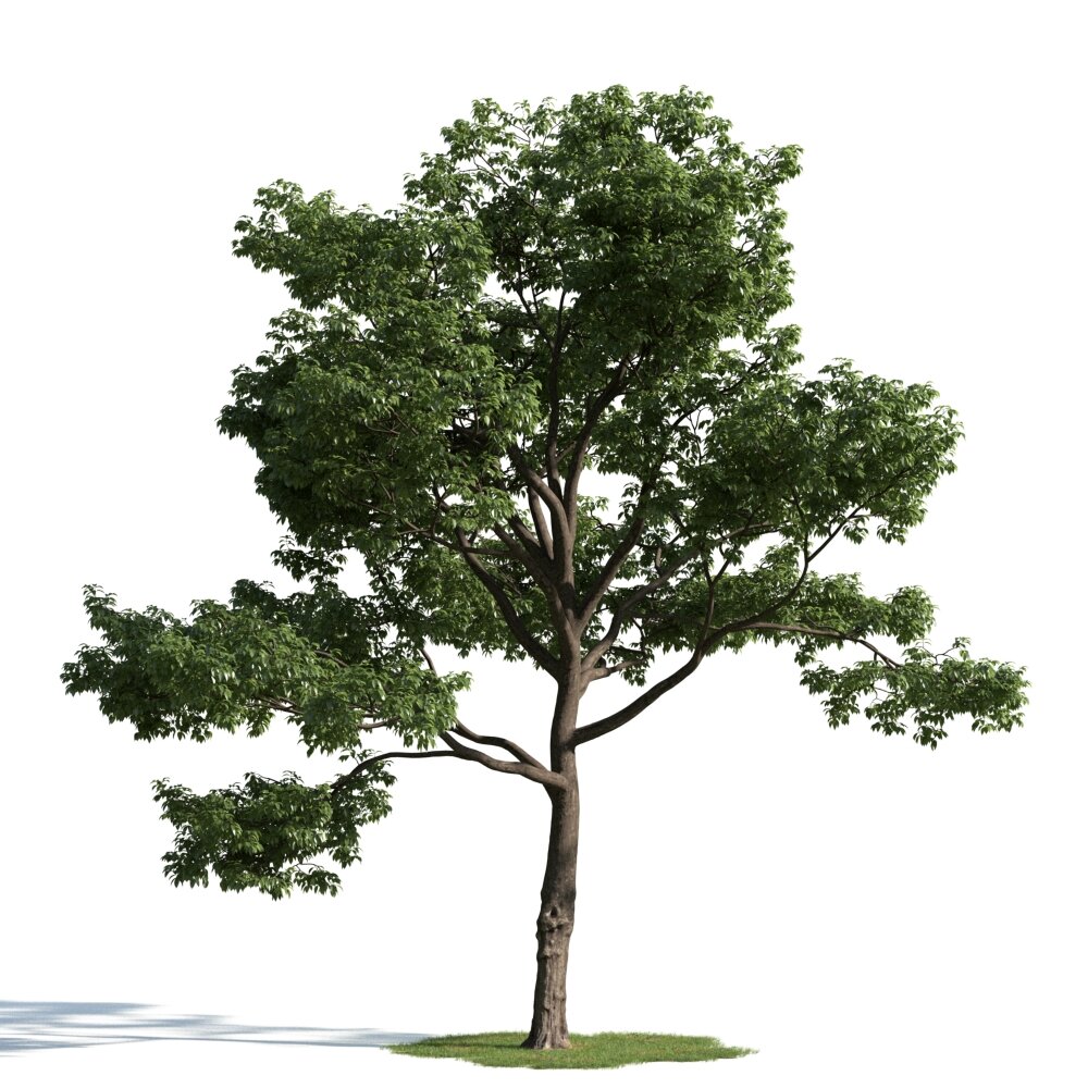 Lone Tree 06 Modello 3D