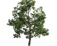 Verdant Tree 19 3Dモデル