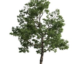Verdant Tree 19 3D 모델 