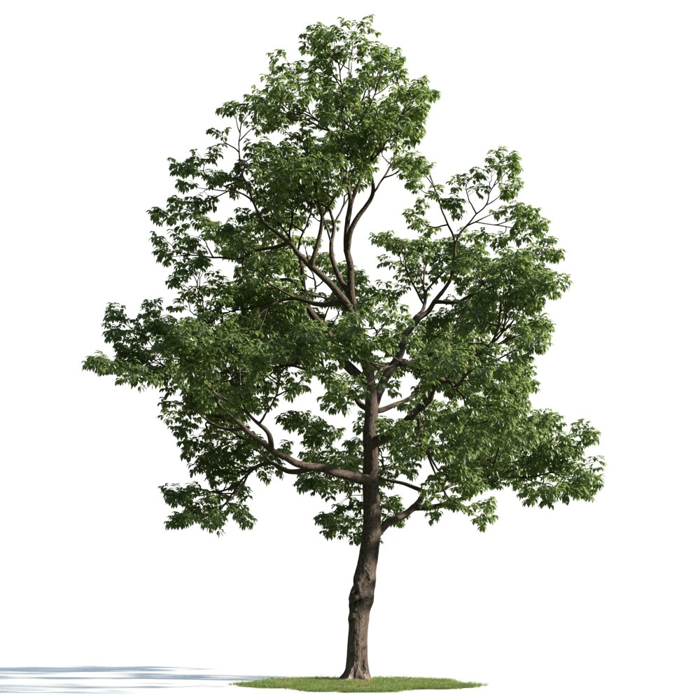 Verdant Tree 19 3D-Modell