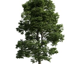 Verdant Oak Majesty Modello 3D