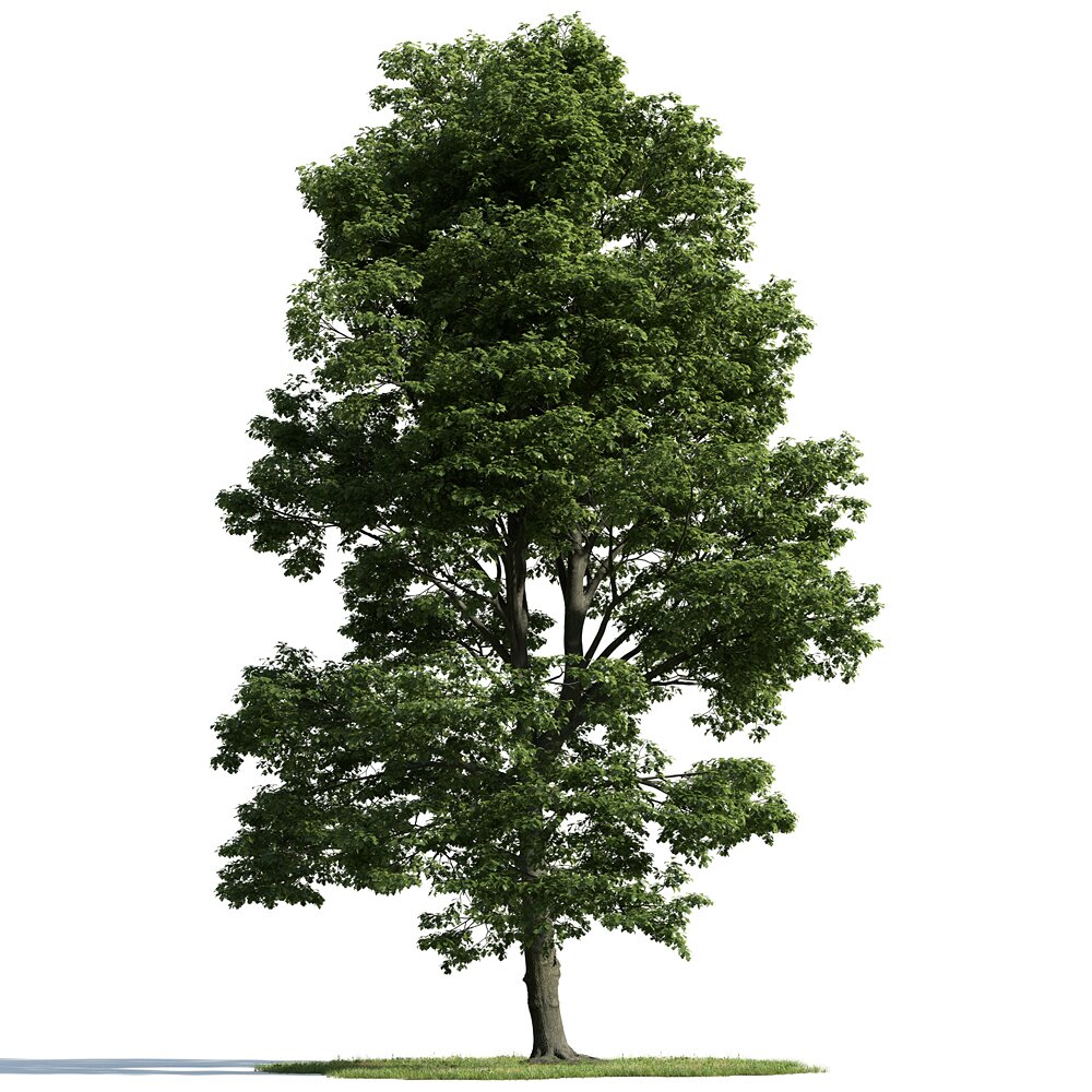 Verdant Oak Majesty 3D-Modell