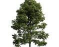 Verdant Tree 21 3d model