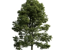 Verdant Tree 21 Modèle 3D