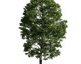 Verdant Tree 22 3Dモデル