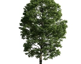 Verdant Tree 22 Modello 3D