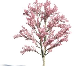 Cassia Bakeriana 3D model