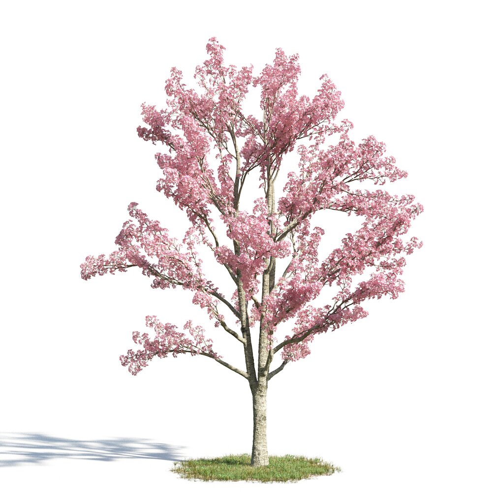 Cassia Bakeriana 3Dモデル