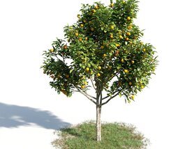 Citrus Sinensys Modello 3D