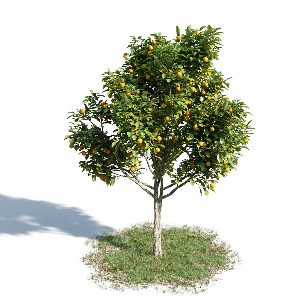 Citrus Sinensys 3D-Modell