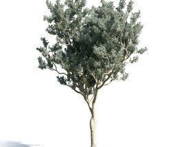 Conocarpus Erectus Modelo 3d