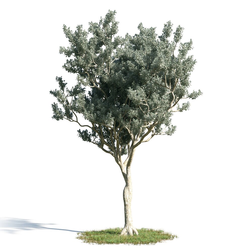 Conocarpus Erectus 3d model
