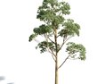 Eucaliptus Gunni 3d model