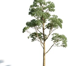 Eucaliptus Gunni 3D model