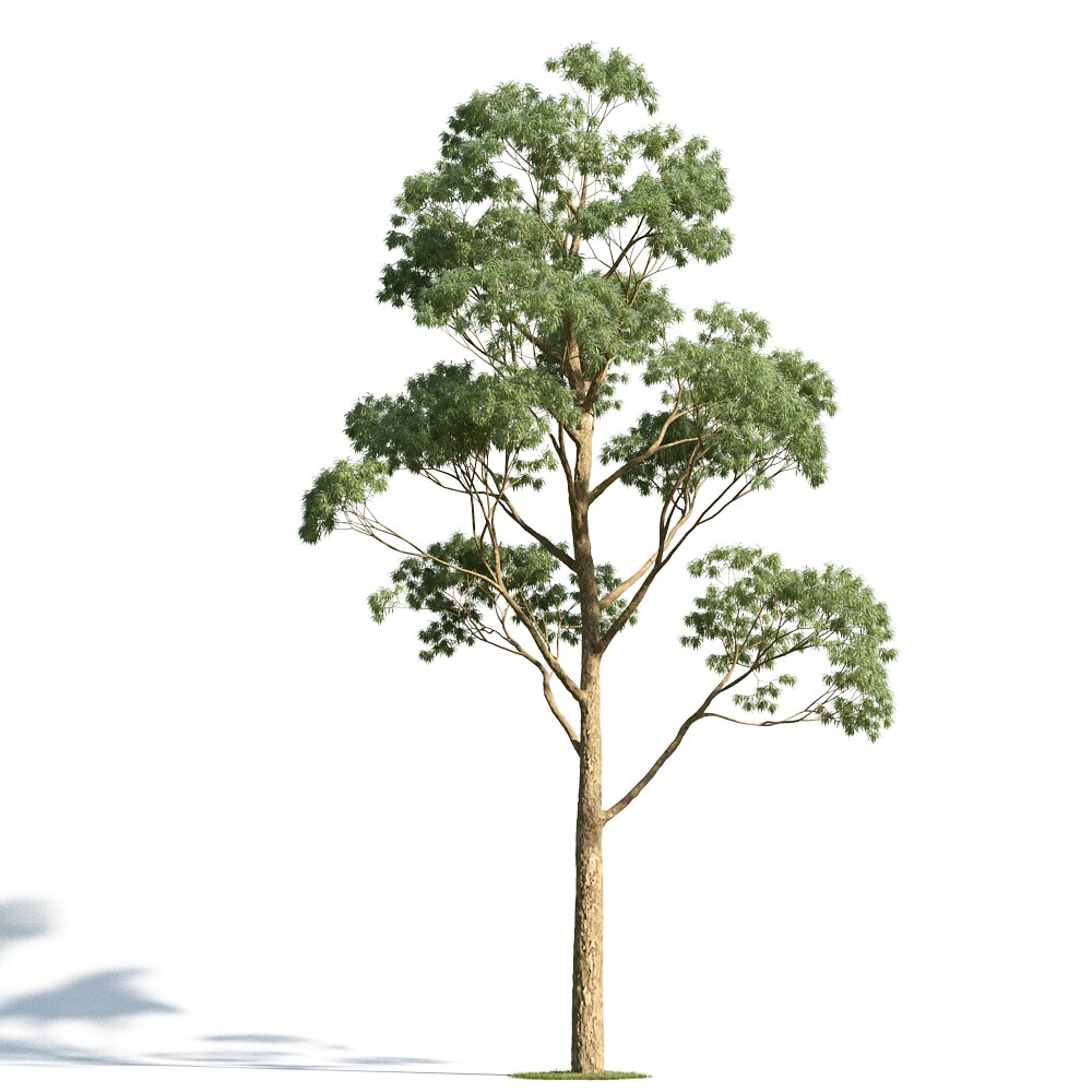 Eucaliptus Gunni 3D модель