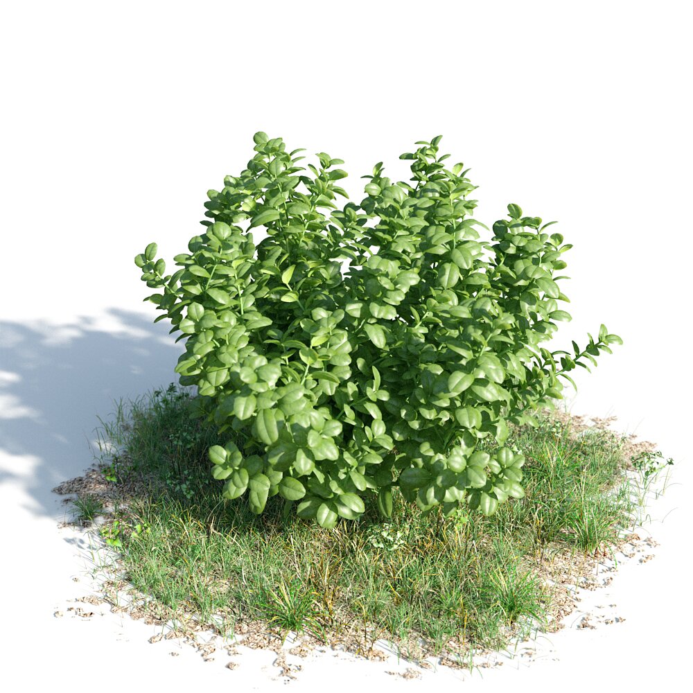 Ficus Microcarpa 3d model