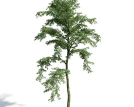 Forest Tree 3D-Modell