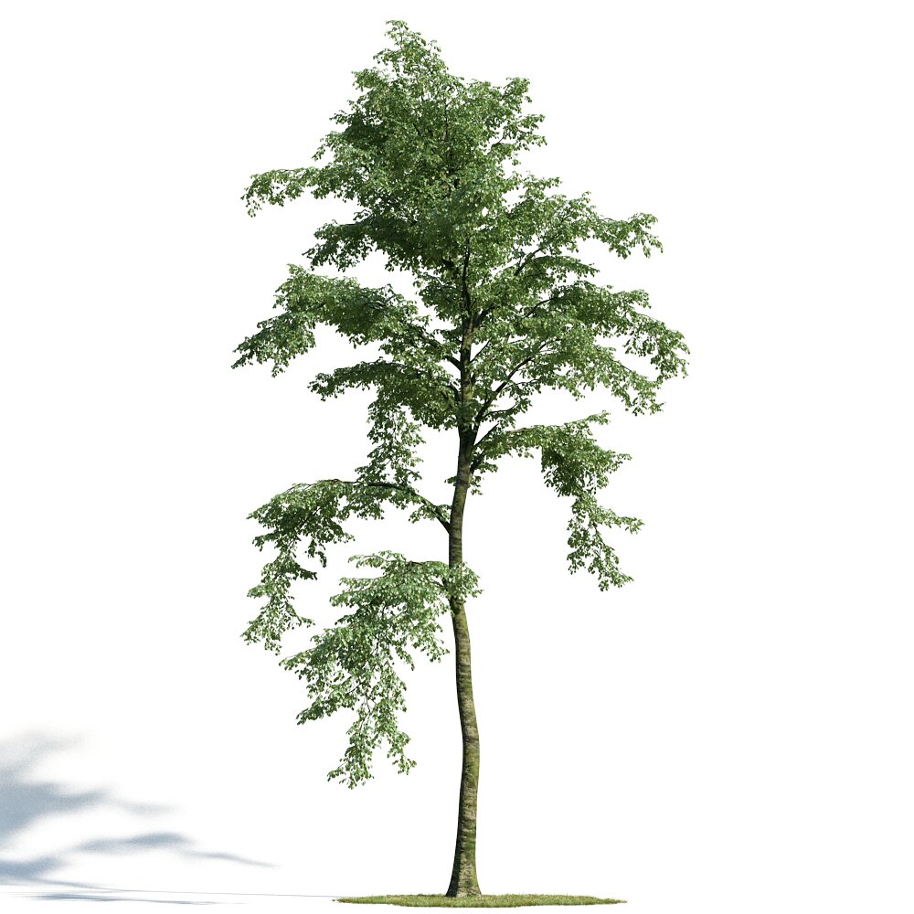 Forest Tree 3D 모델 