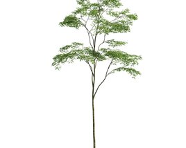 Forest Tree 02 3D model