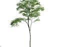 Forest Tree 03 3D-Modell
