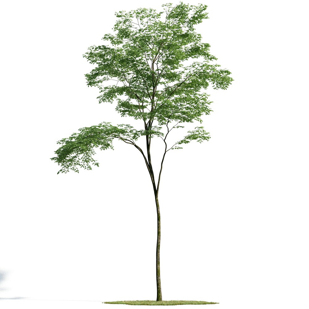 Forest Tree 03 3d model