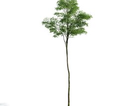 Forest Tree 04 3D model