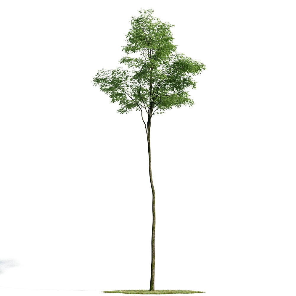 Forest Tree 04 3D-Modell