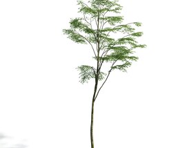 Forest Tree 05 3D-Modell