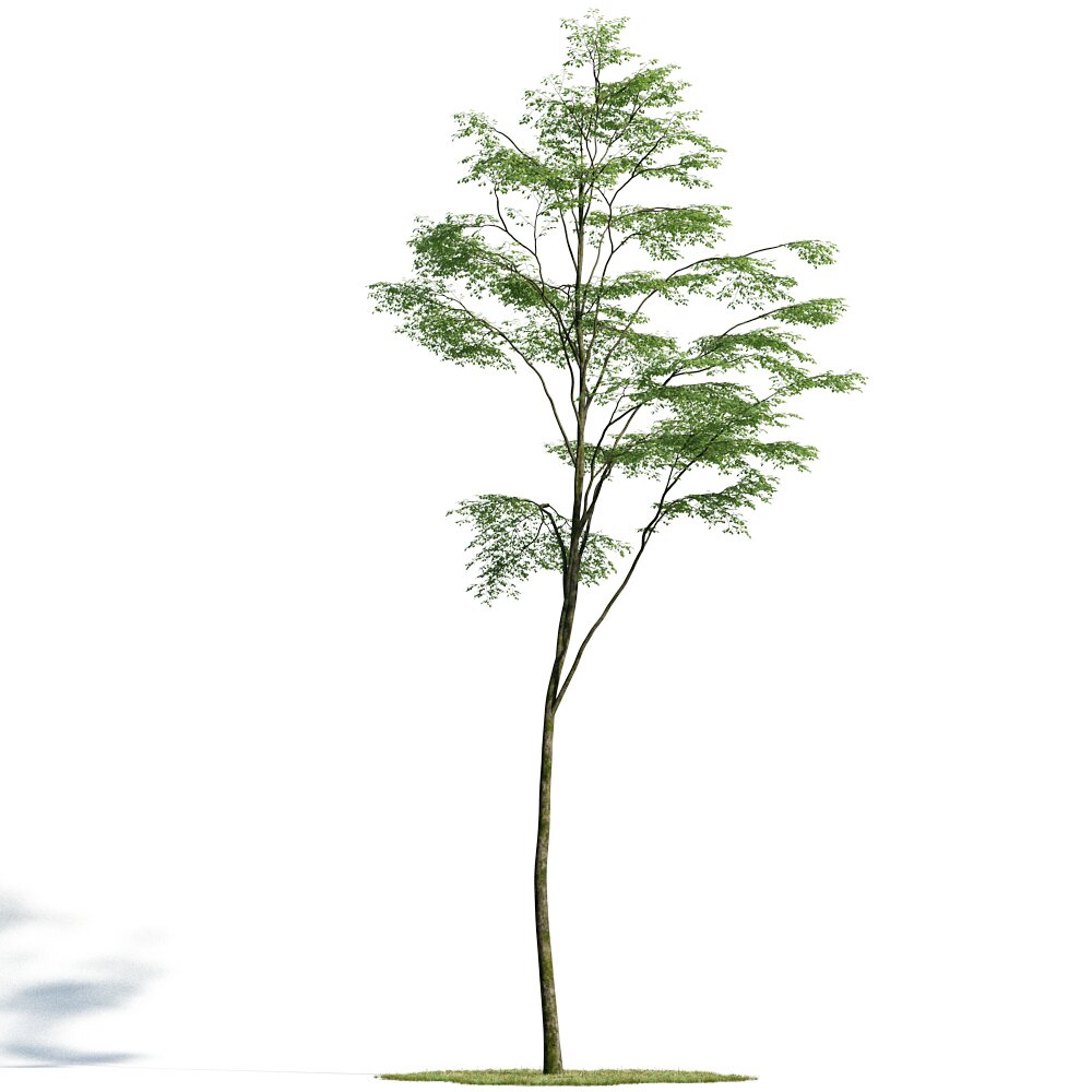 Forest Tree 05 3D model