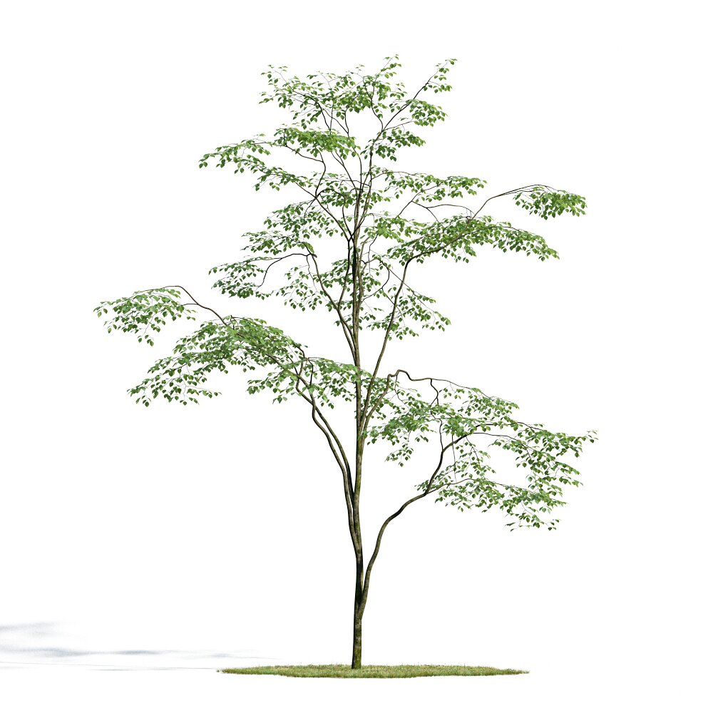 Forest Tree 06 3d model