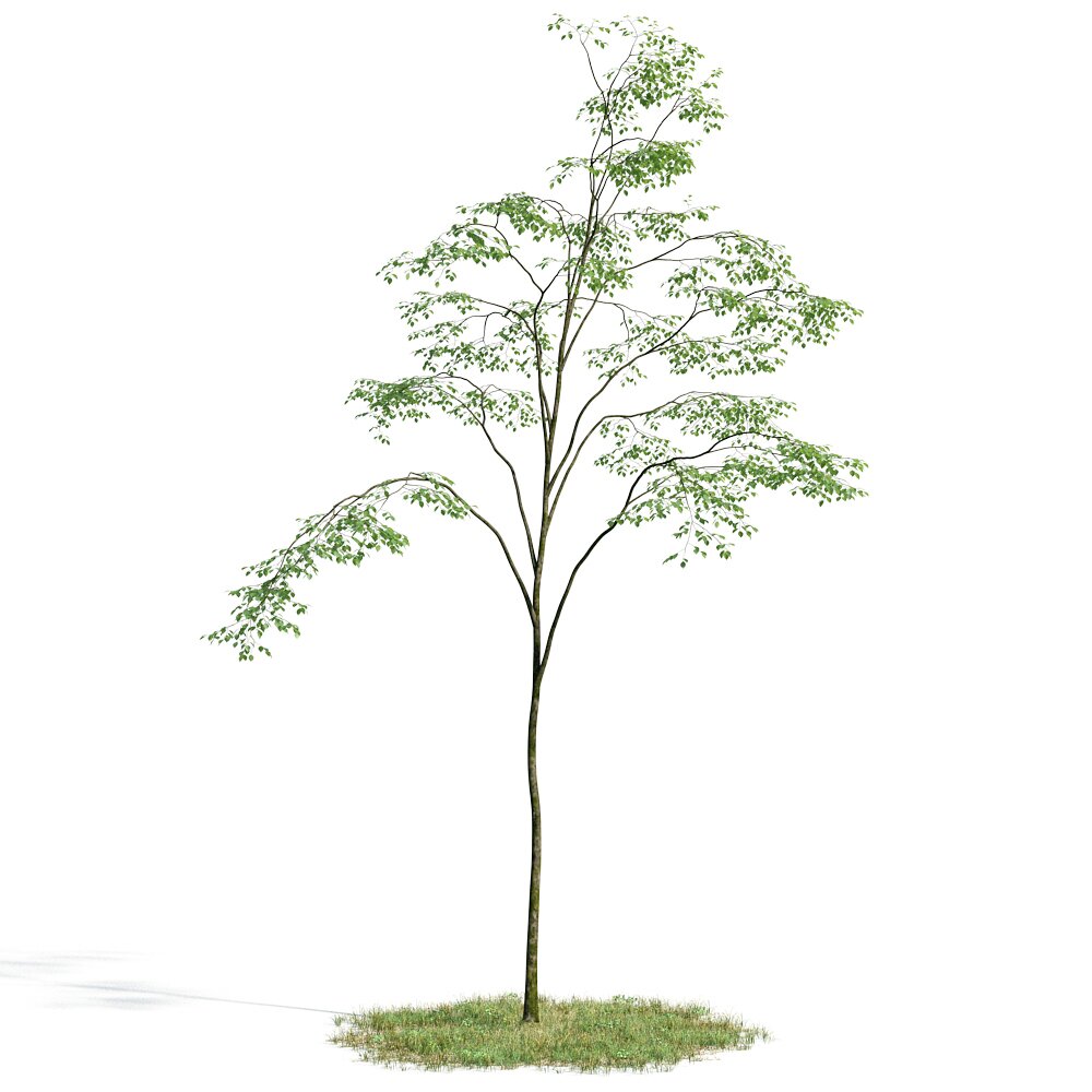 Forest Tree 07 3d model