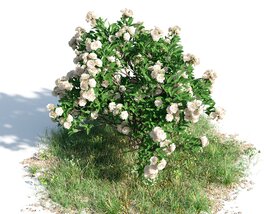 Gardenia 02 3D model