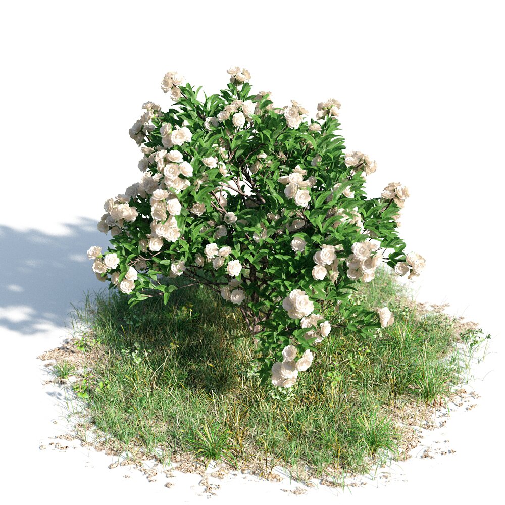 Gardenia 02 Modello 3D