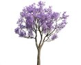 Jacaranda Mimosifolia 3D модель
