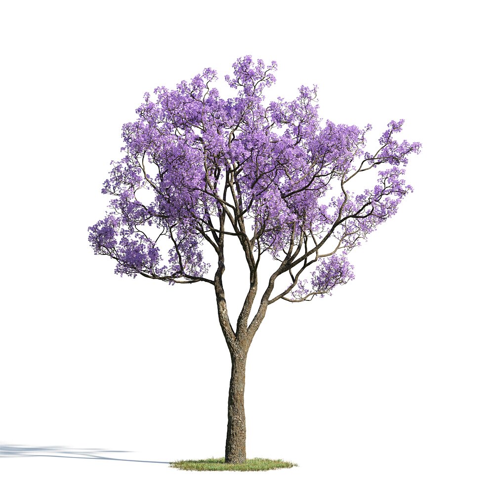 Jacaranda Mimosifolia 3D 모델 