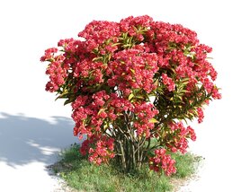 Lagerstroemia Indica 3D-Modell