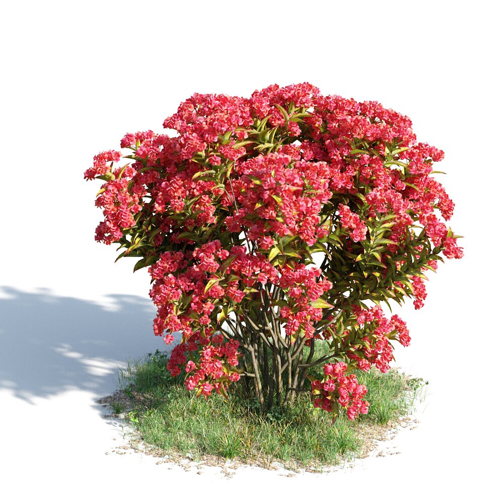 Lagerstroemia Indica 3D-Modell