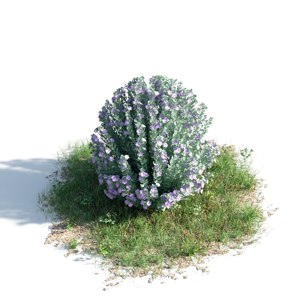 Leucophyllum Frutescens 3D 모델 