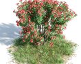 Nerium Oleander 12 3Dモデル