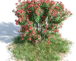 Nerium Oleander 12 3D 모델 