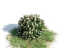 Nerium Oleander Dwarf 3Dモデル