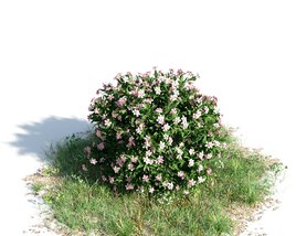 Nerium Oleander Dwarf Modelo 3d