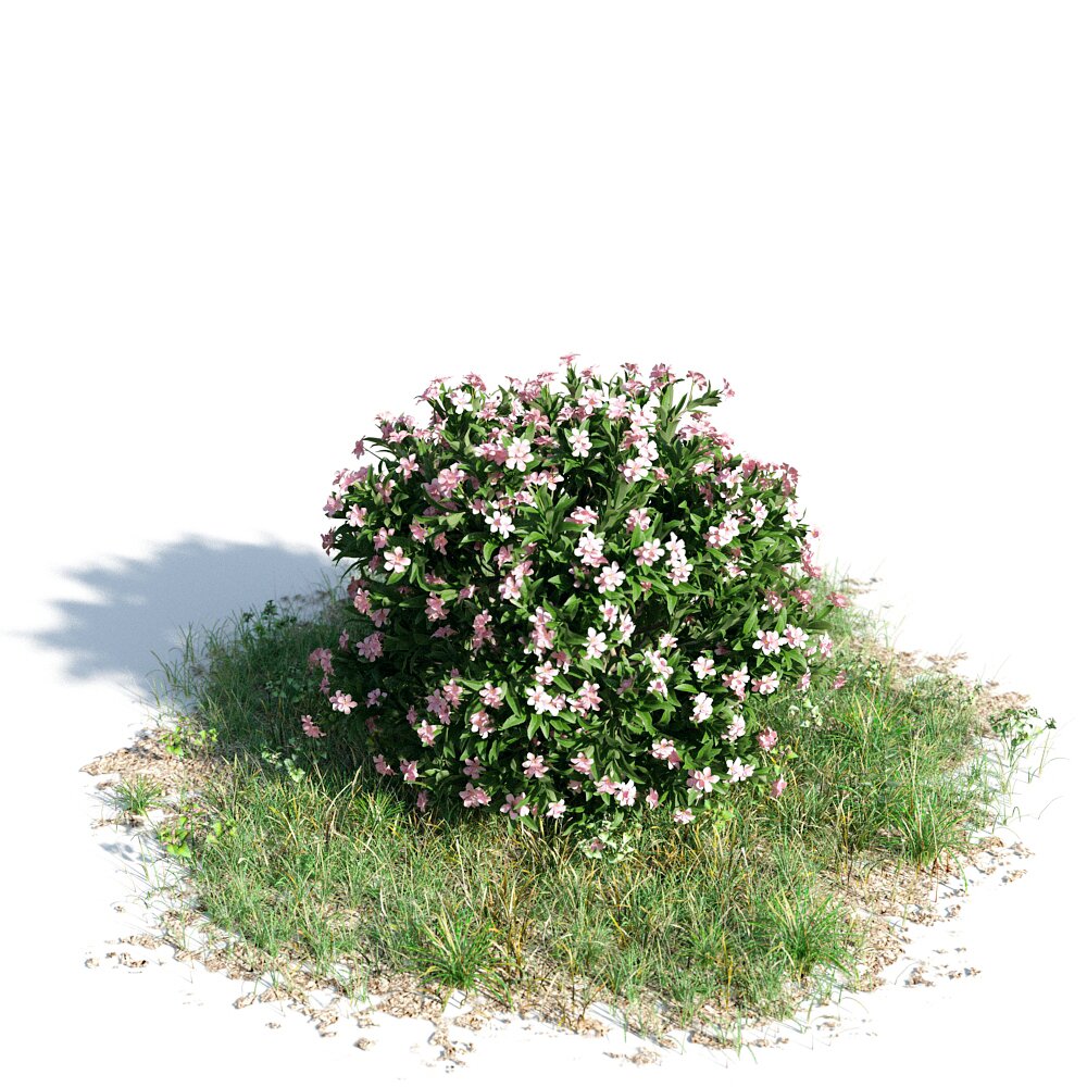 Nerium Oleander Dwarf 3d model