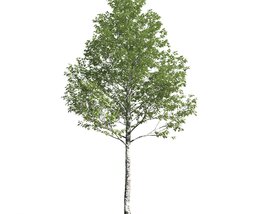 Populus Alba Modello 3D