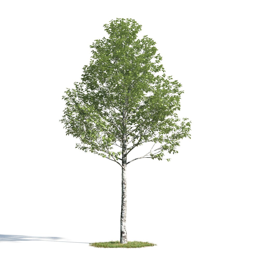 Populus Alba Modello 3D