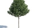 Populus Alba Pyramidalis Modello 3D