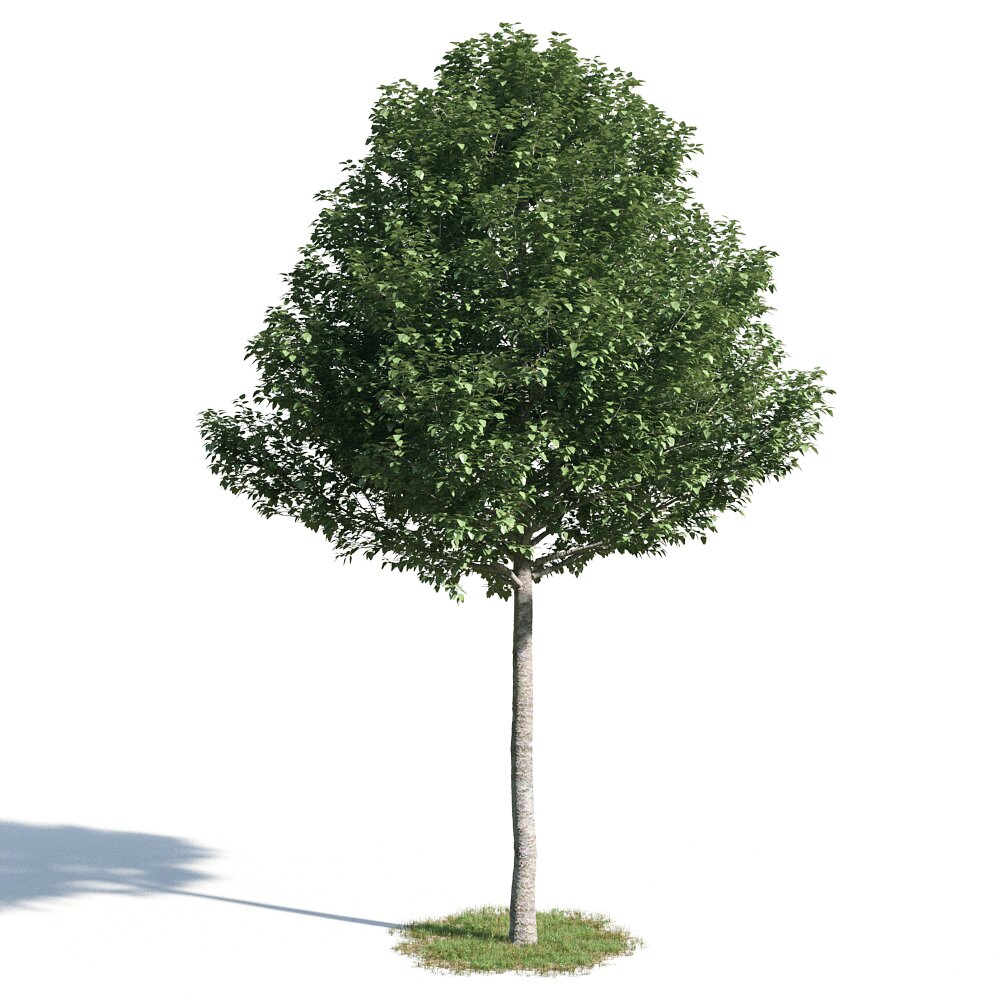 Populus Alba Pyramidalis Modello 3D